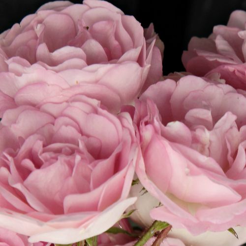Růže online koupit v prodejně - Rosa  Frau Eva Schubert - středně intenzivní - Stromková růže s drobnými květy - růžová - Hugo Tepelmann - stromková růže s převislou korunou - -